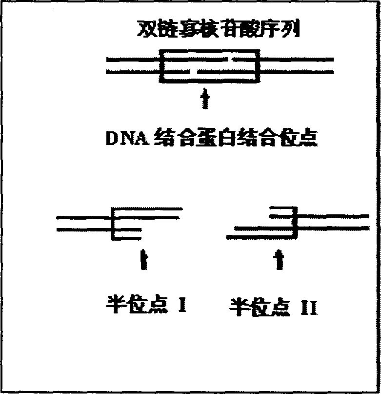 Chip for non-label detecting DNA bindin, preparation and use method thereof