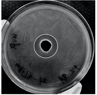 A strain of Lactobacillus w8173 and its application