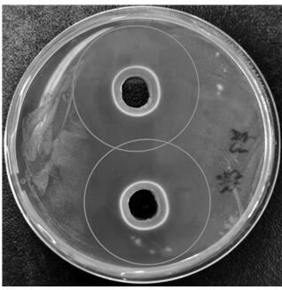 A strain of Lactobacillus w8173 and its application