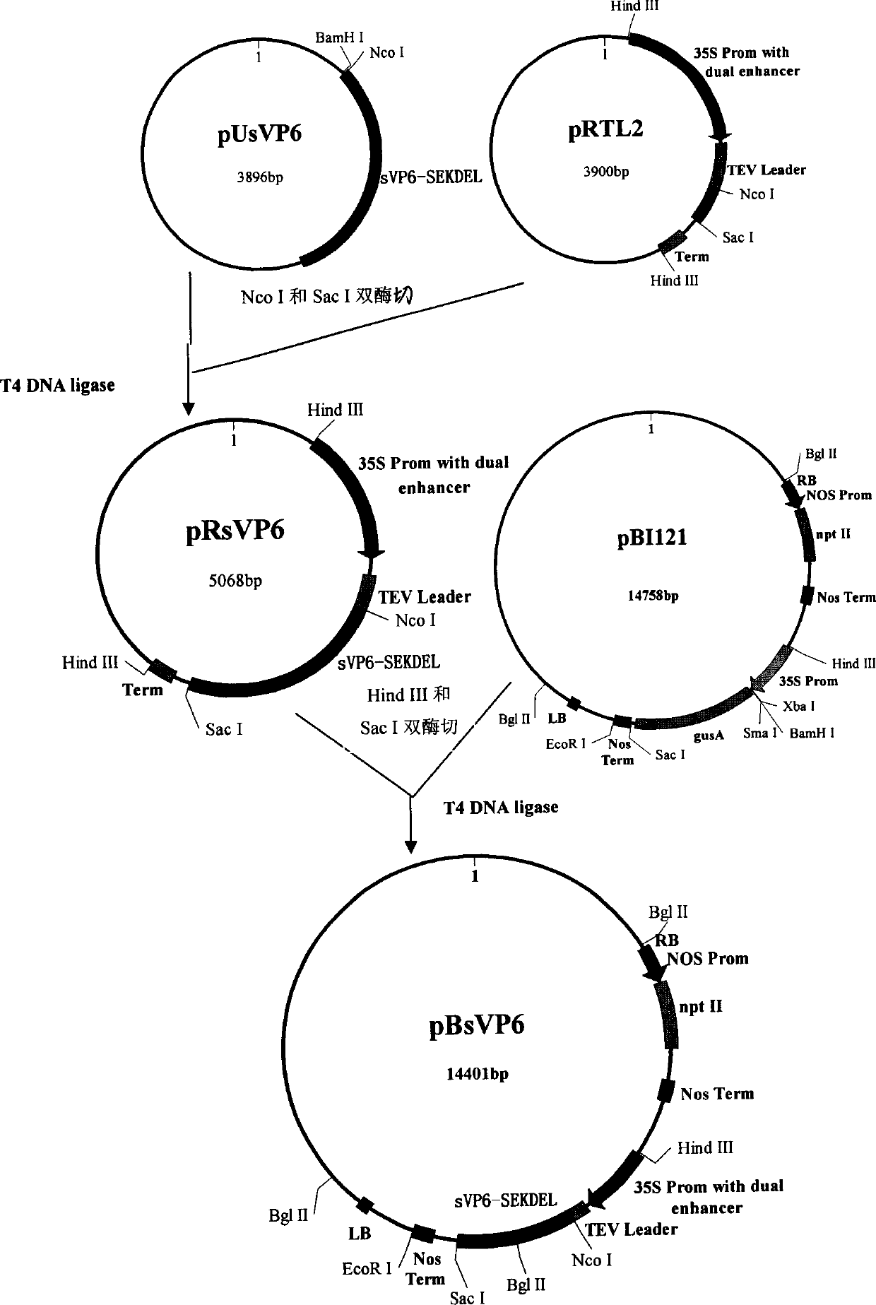 One coding gene of rotavirus VP6 protein and its application