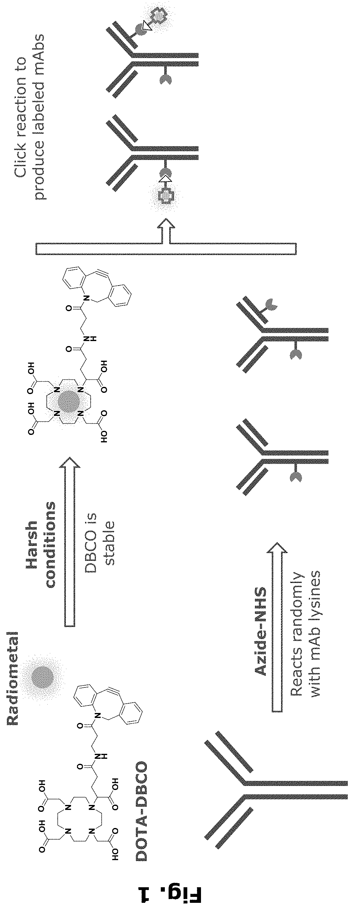 Radiolabeling of polypeptides