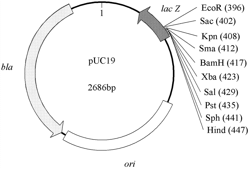 Recombinant plasmid for genetic transformation of pleurotus eryngii and application thereof