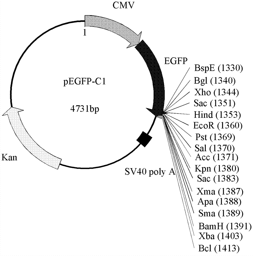 Recombinant plasmid for genetic transformation of pleurotus eryngii and application thereof