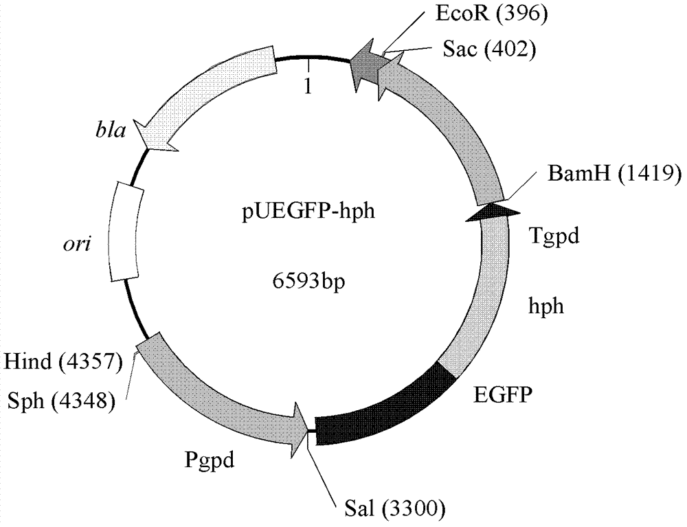 Recombinant plasmid for genetic transformation of pleurotus eryngii and application thereof