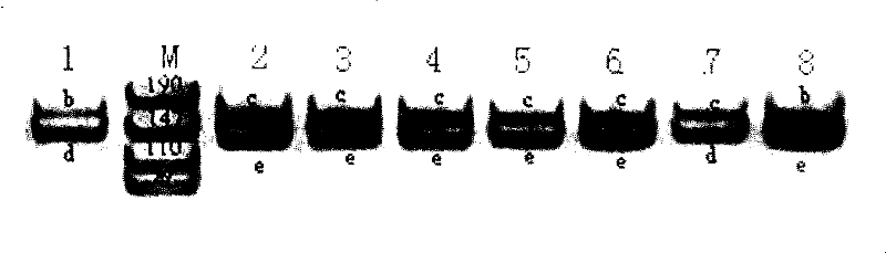 A method for identifying the parentage relationship of single-parent buffaloes and its primers and kit