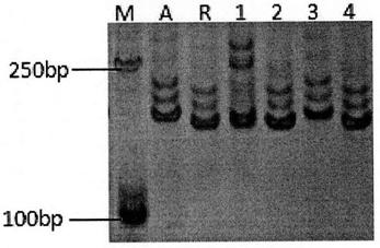Molecular marker assisted efficient selection method of typical/stained abortion type restorer lines of japonica rice