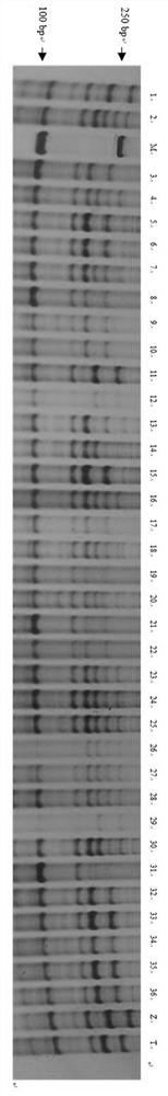 A series of molecular markers and their application in molecular markers of wheat ear germination genes