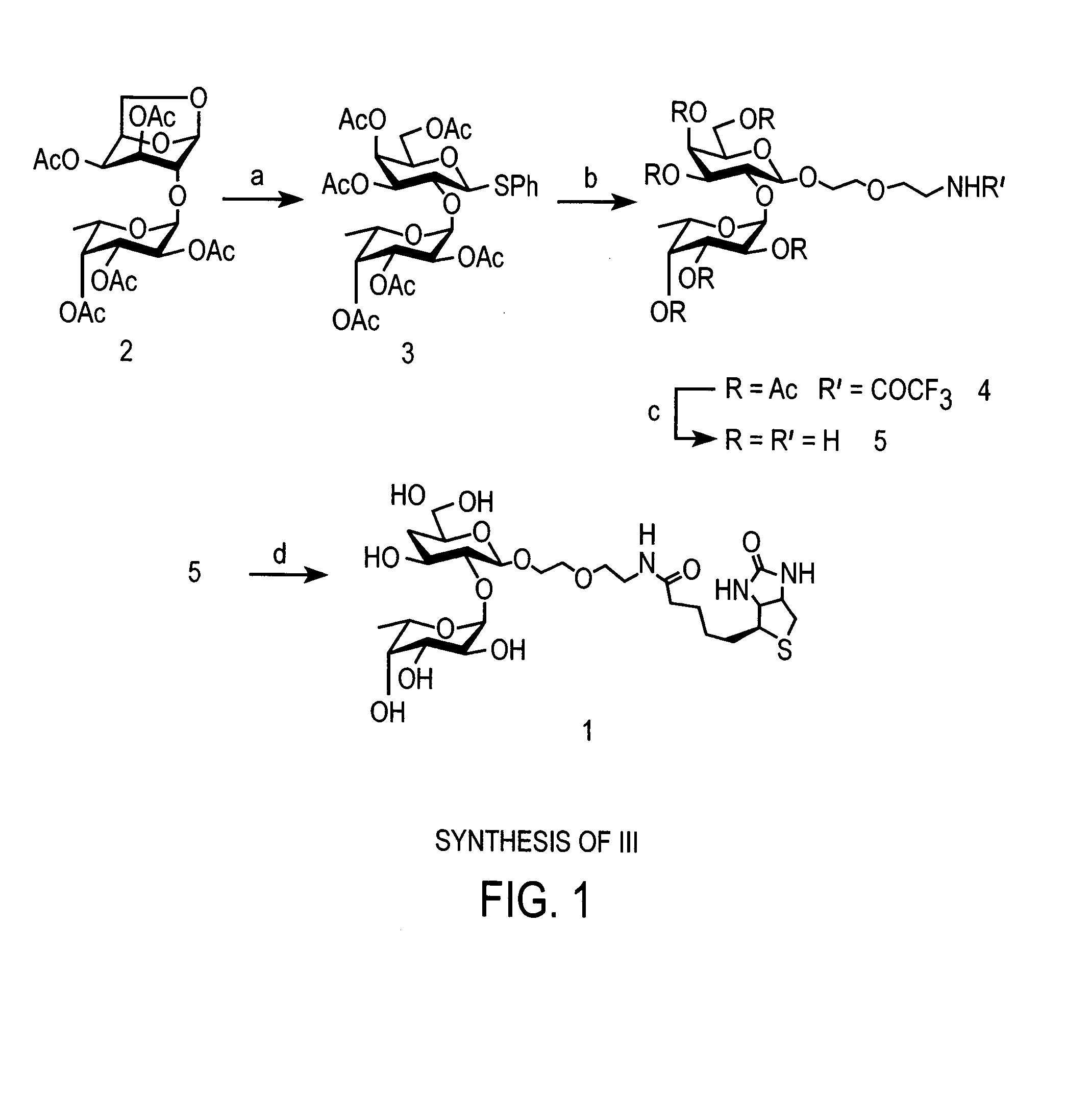 Methods of inducing neuronal growth by a Fucose-α(1-2) galactose (fuc-α(1-2) gal) moiety and a lectin