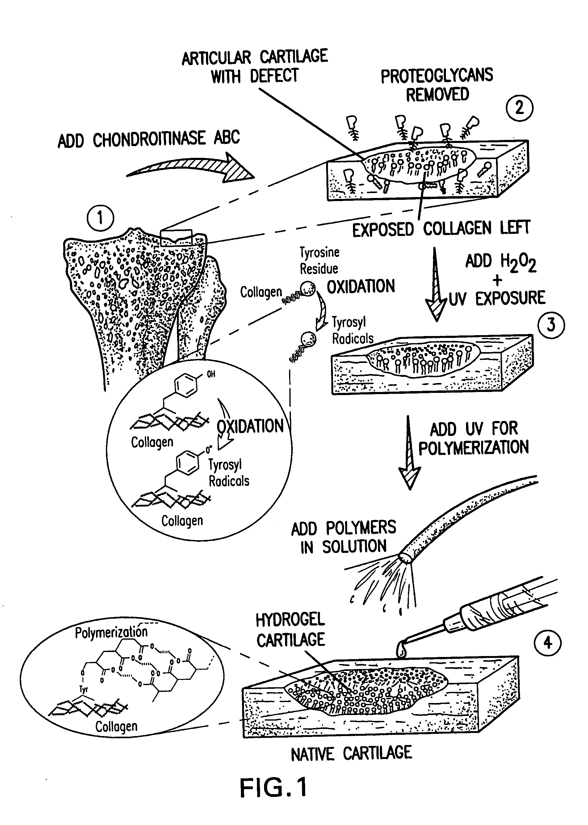 Method and material for enhanced tissue-biomaterial integration
