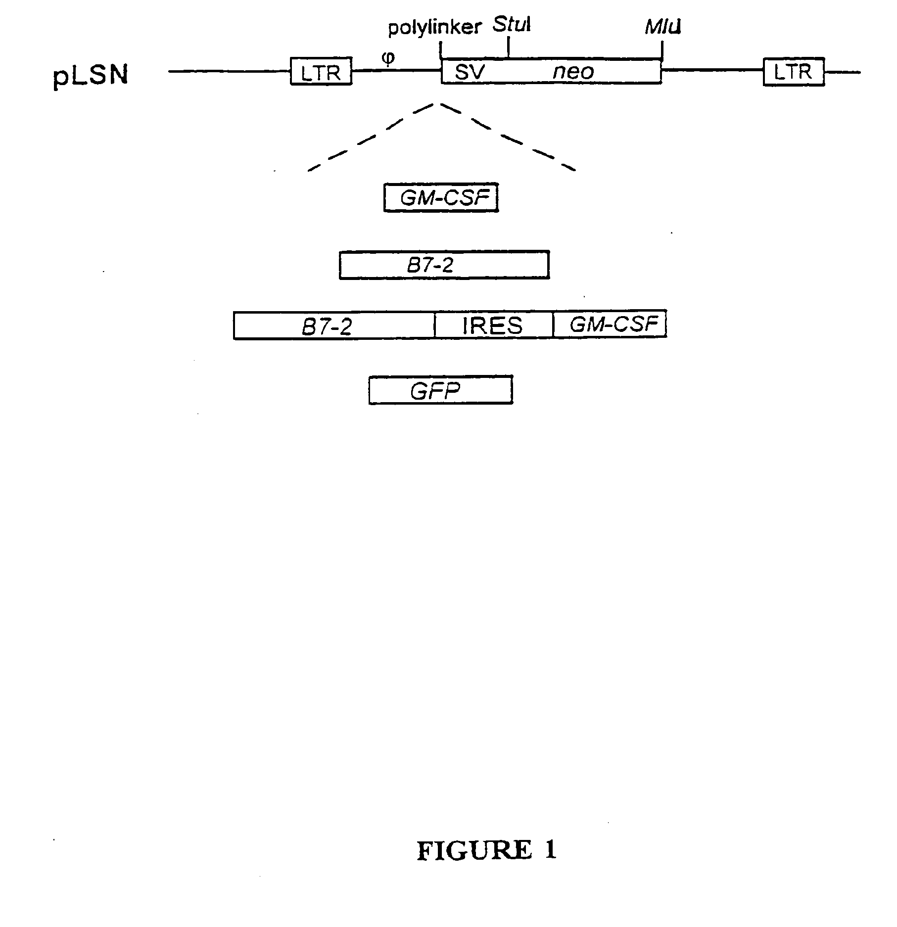 Combination Immunogene Therapy