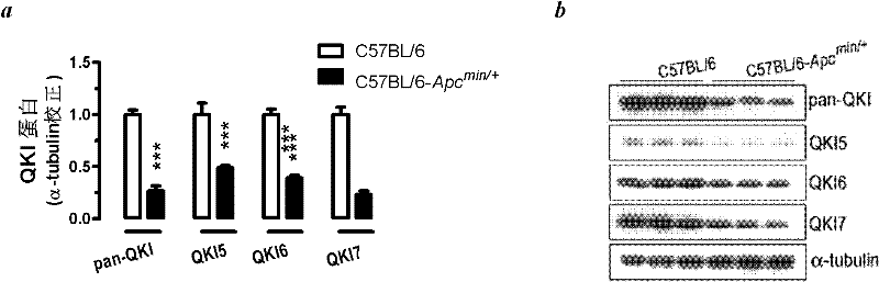 Application of micro ribose nucleic acid (RNA) (miR)-574-5p