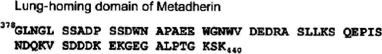 Application of metadherin (MTDH) gene vaccine in preparation of breast cancer cell growth inhibitor