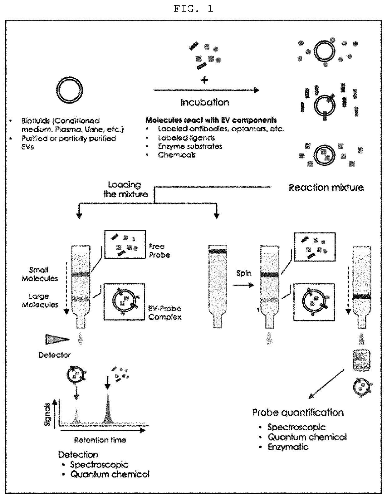 Analysis method for extracellular vesicles, using size exclusion chromatography, and use for same