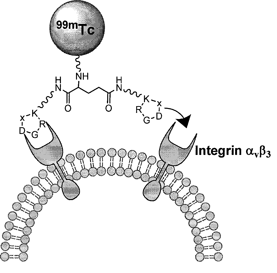 RGD polypeptide radiopharmaceuticals and preparation method thereof