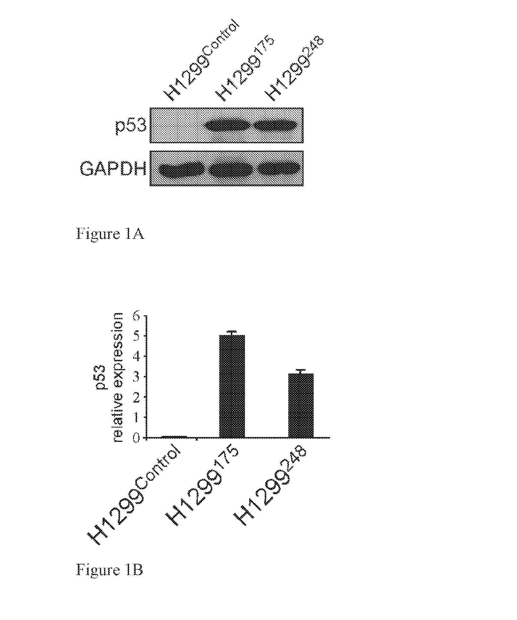 Interferon treatment targeting mutant p53 expressing cells