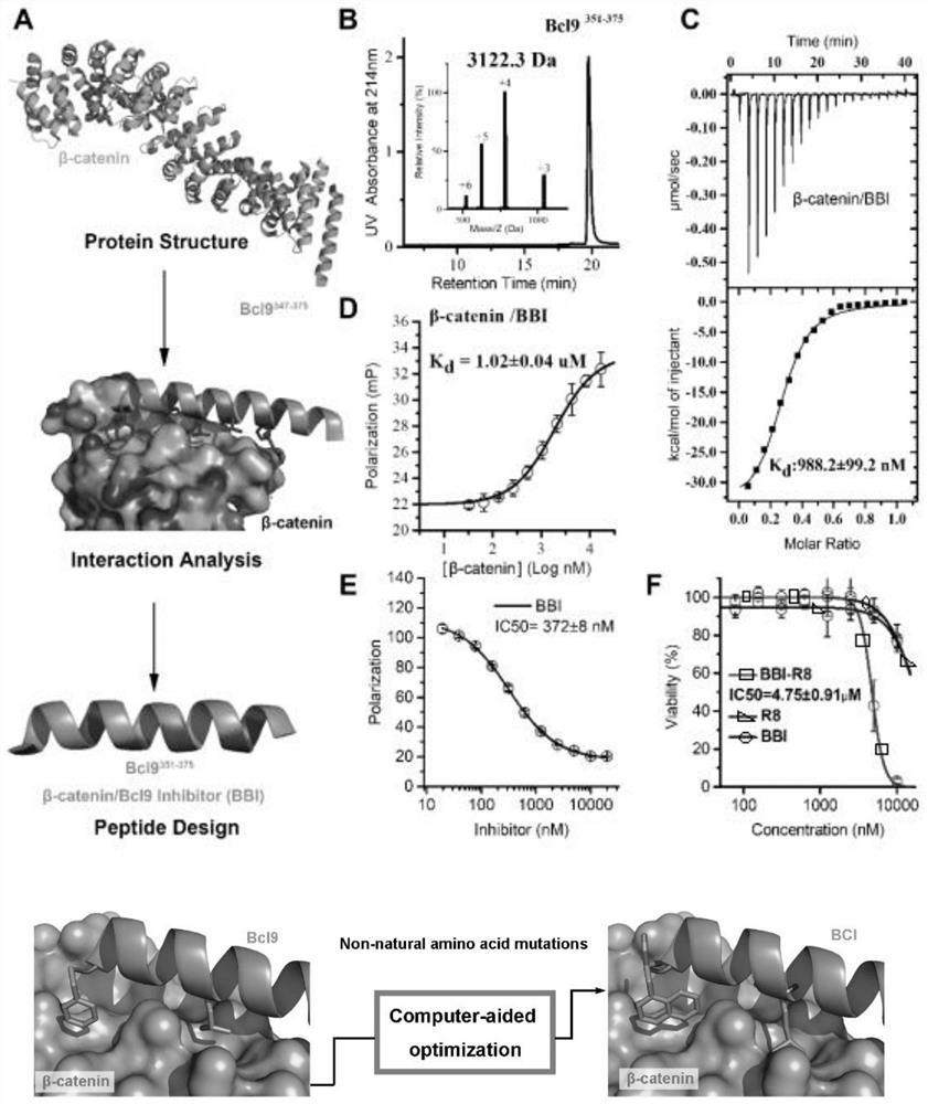 Polypeptide that specifically binds to β-catenin protein with high affinity and its application and synthesis method