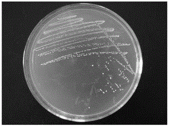 Fragrant pig derived cholesterol-assimilating and oxygen-resistant bifidobacterium BZll
