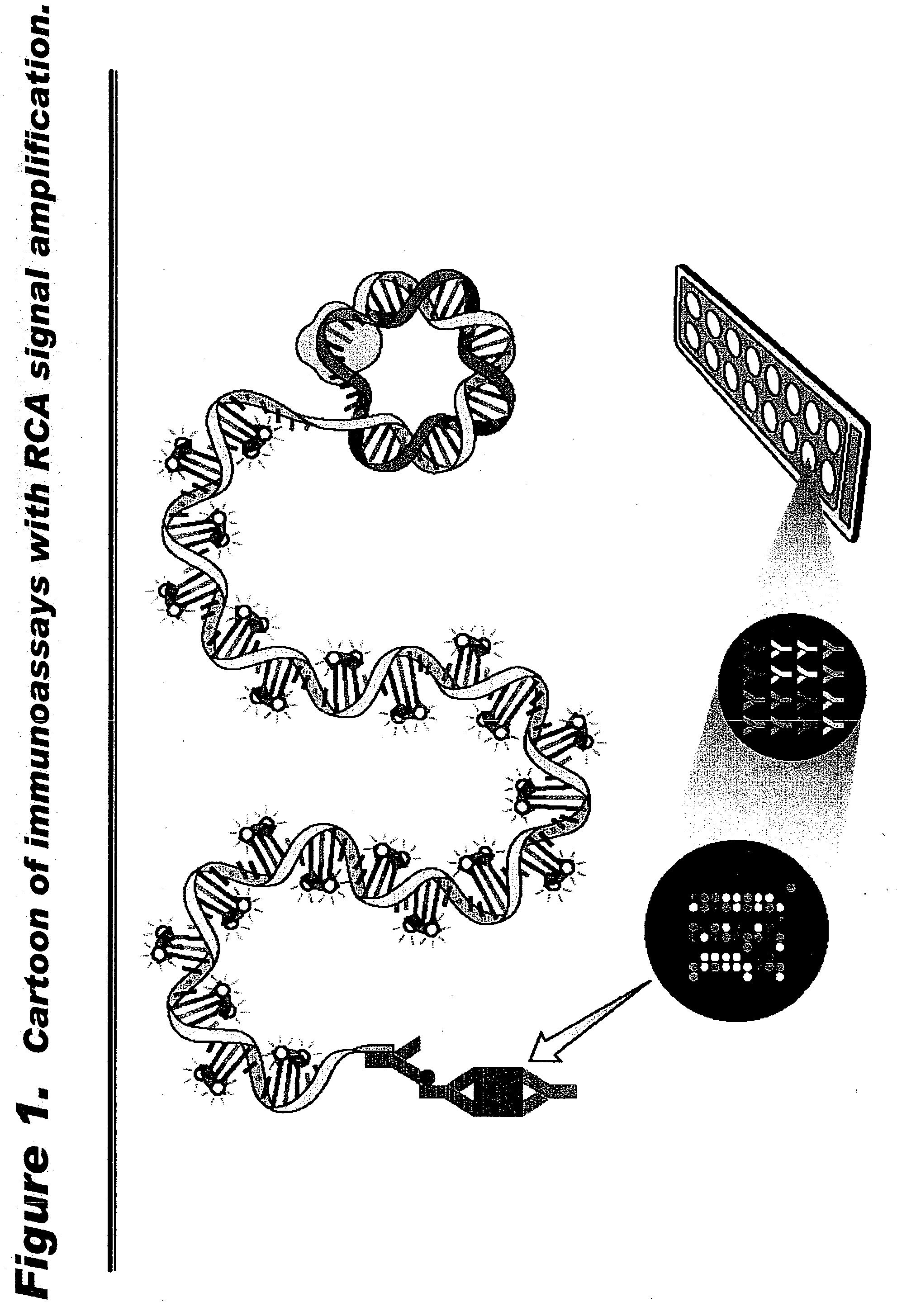 Immune modulatory activity of human ribonucleases