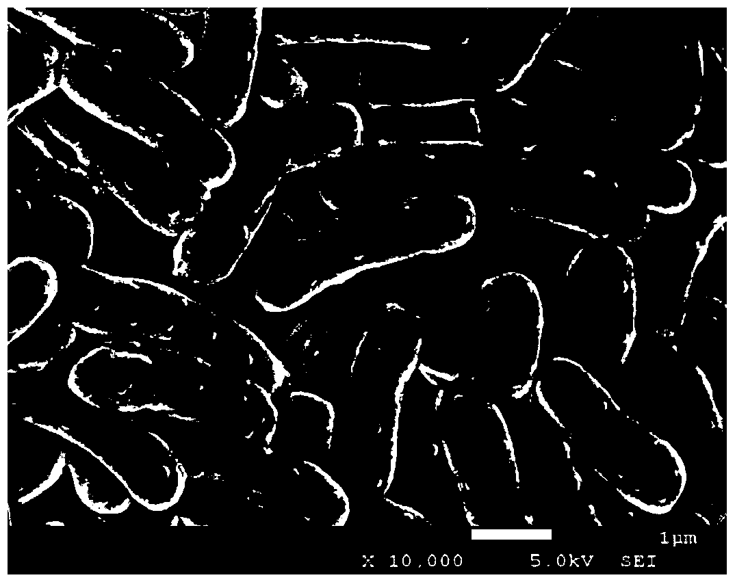 Methylobacterium capable of degrading chlorinated hydrocarbons and its application