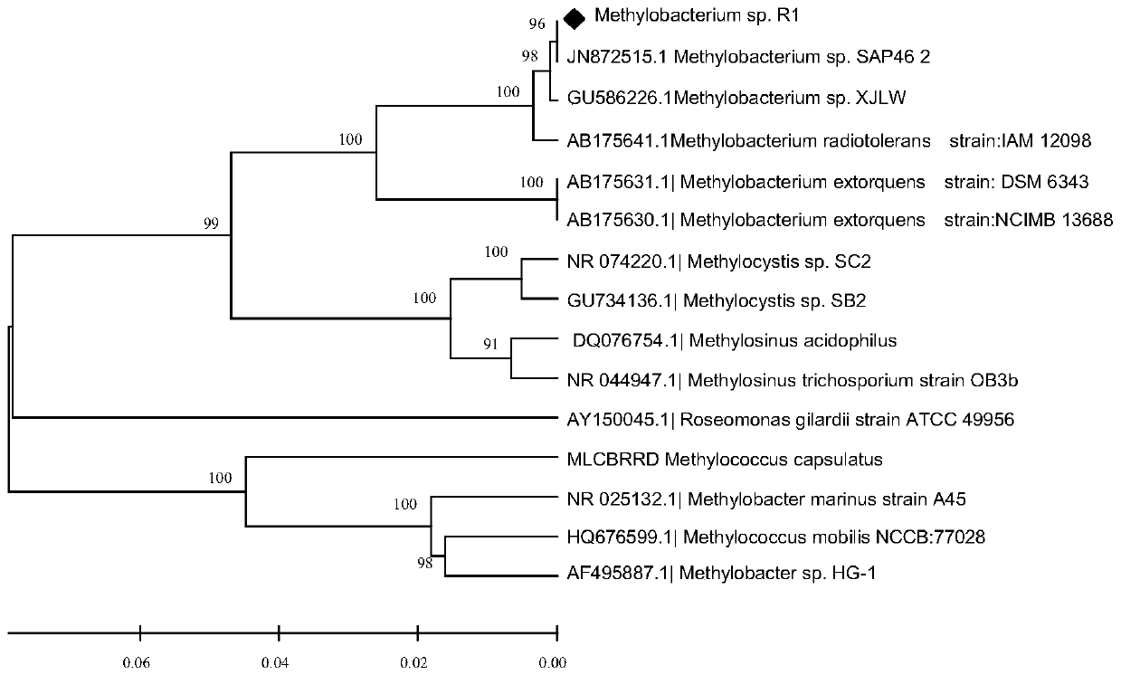 Methylobacterium capable of degrading chlorinated hydrocarbons and its application