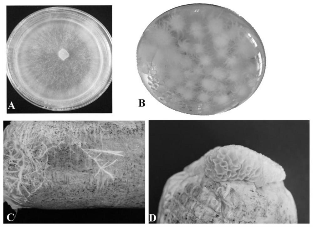 Endophytic fungus ws01 of Gastrodia elata and its application in increasing the content of gastrodin in Gastrodia elata