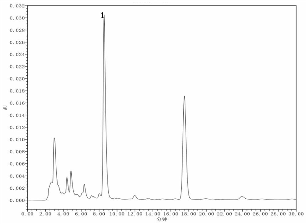 Endophytic fungus ws01 of Gastrodia elata and its application in increasing the content of gastrodin in Gastrodia elata