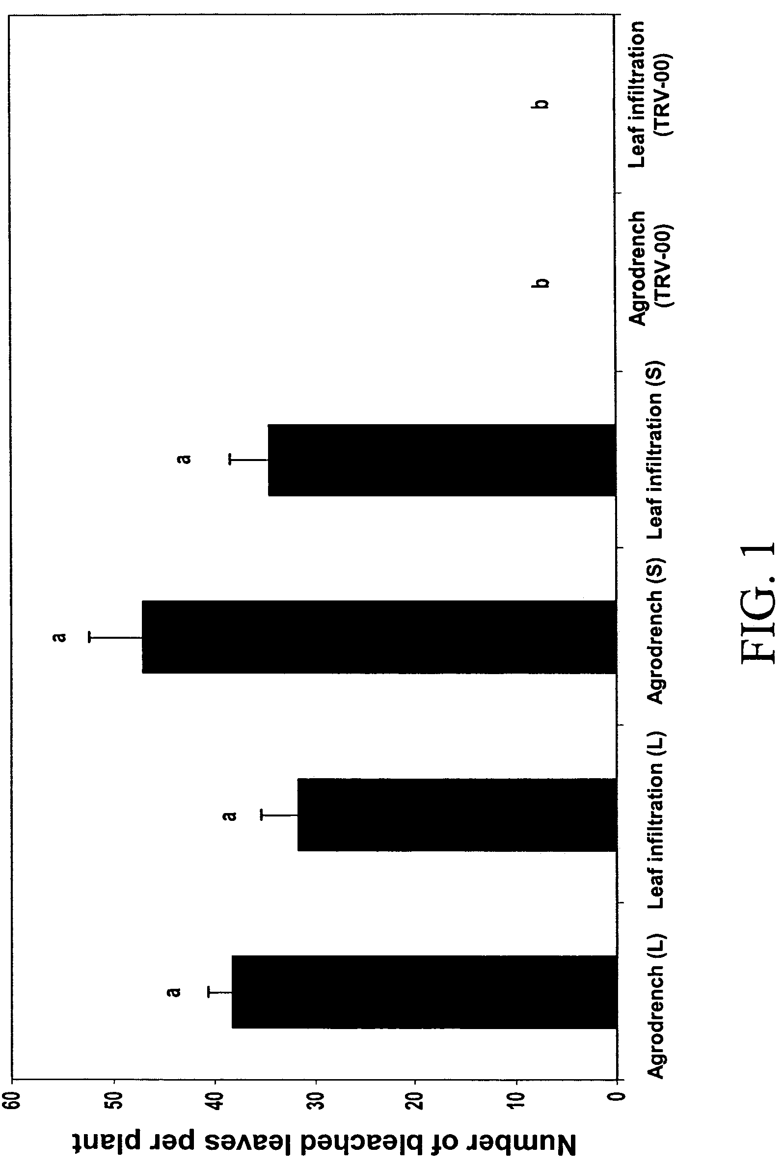 Root agroinoculation method for virus induced gene silencing