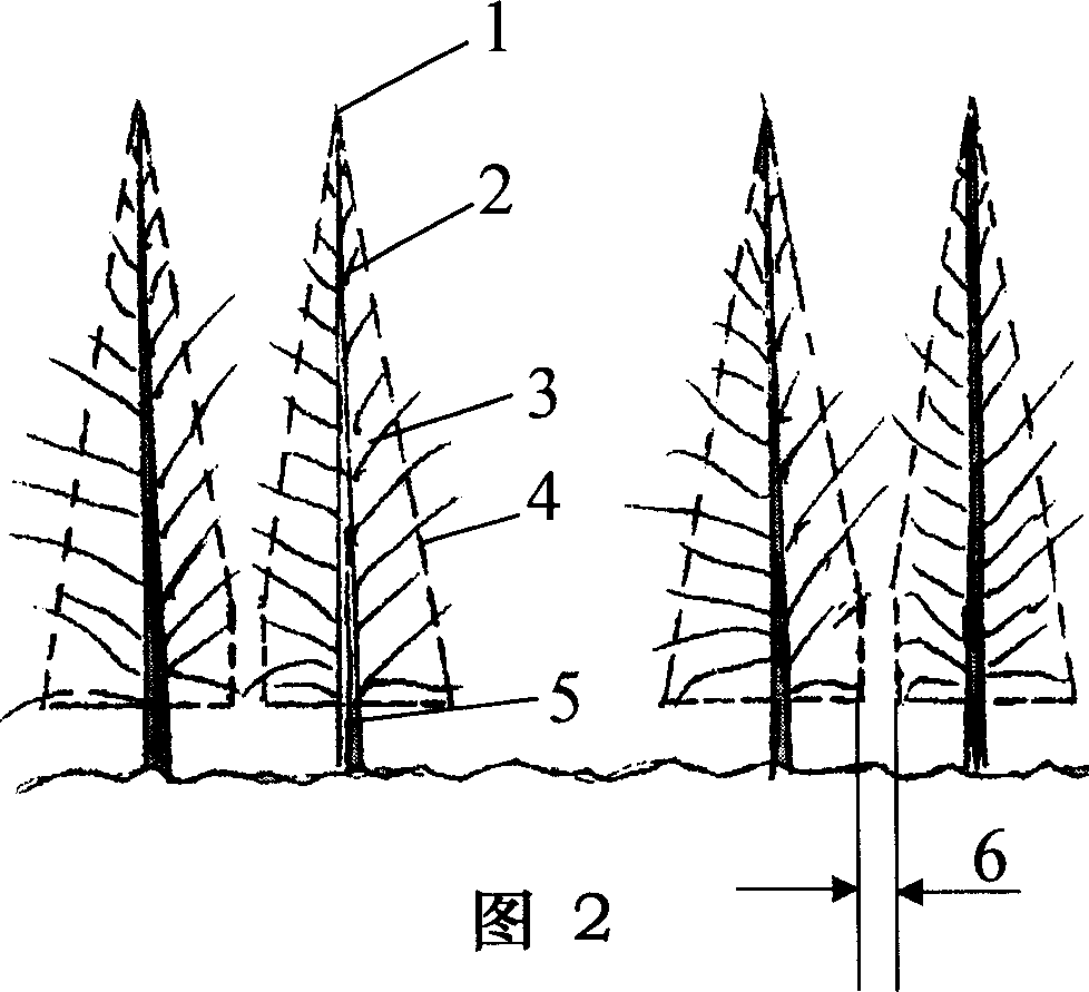 Method for pruning and training tree for double-trees type and fleabane growing planting forestation