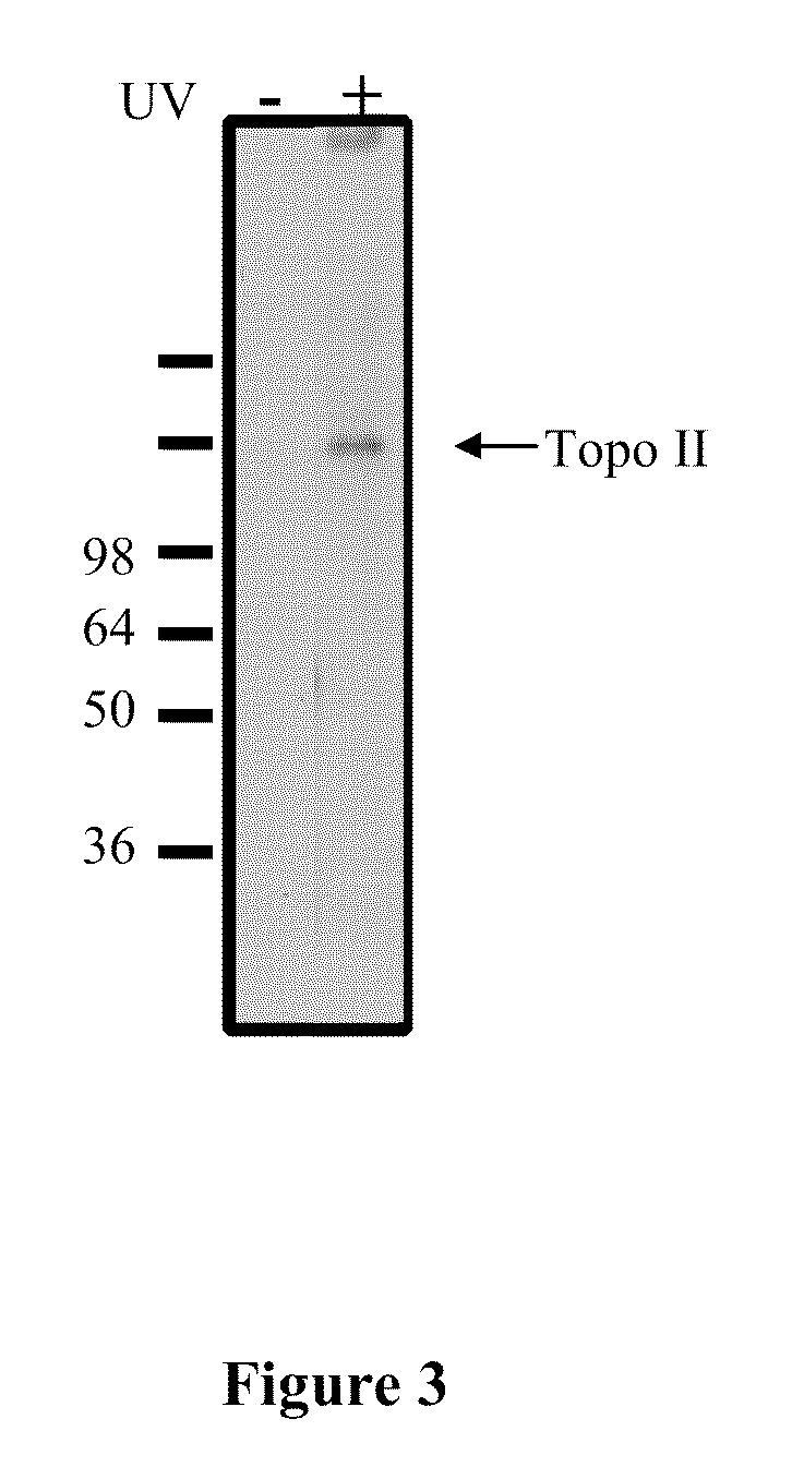 Compounds and therapeutical use thereof