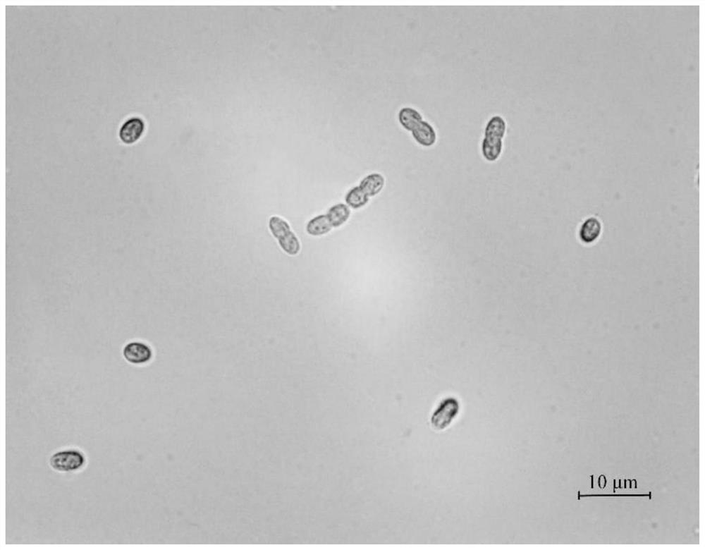 Cyanobacterium sp.SCSIO-45682 as well as culture method and application thereof