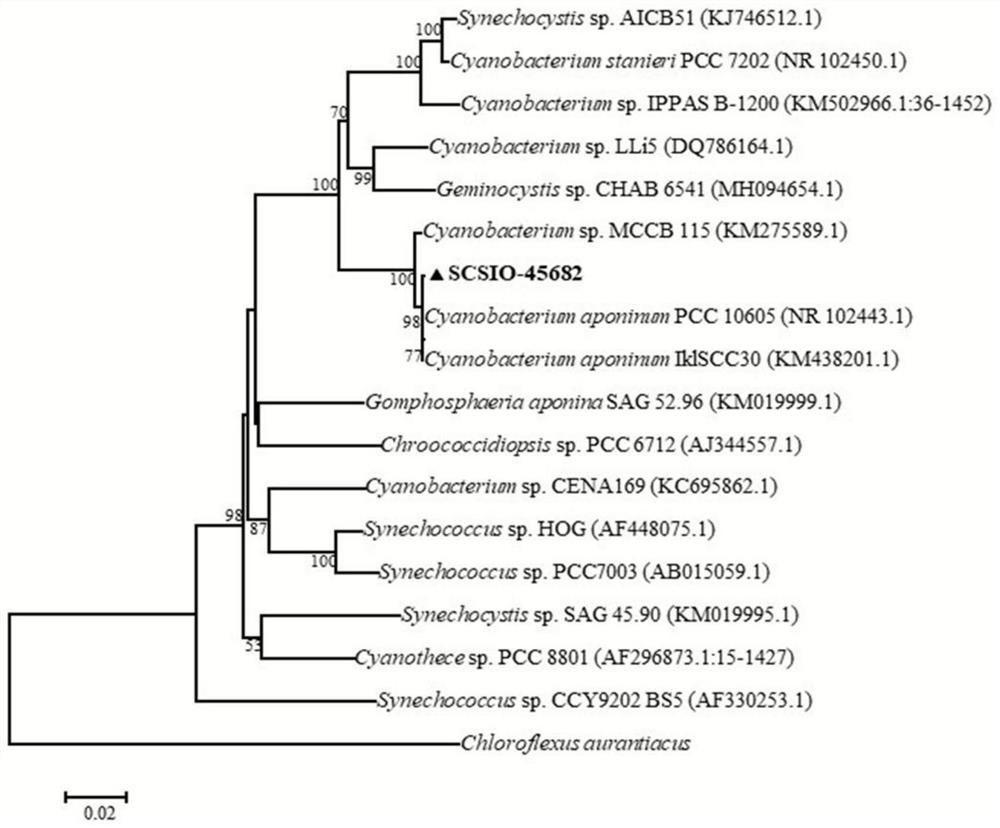 Cyanobacterium sp.SCSIO-45682 as well as culture method and application thereof