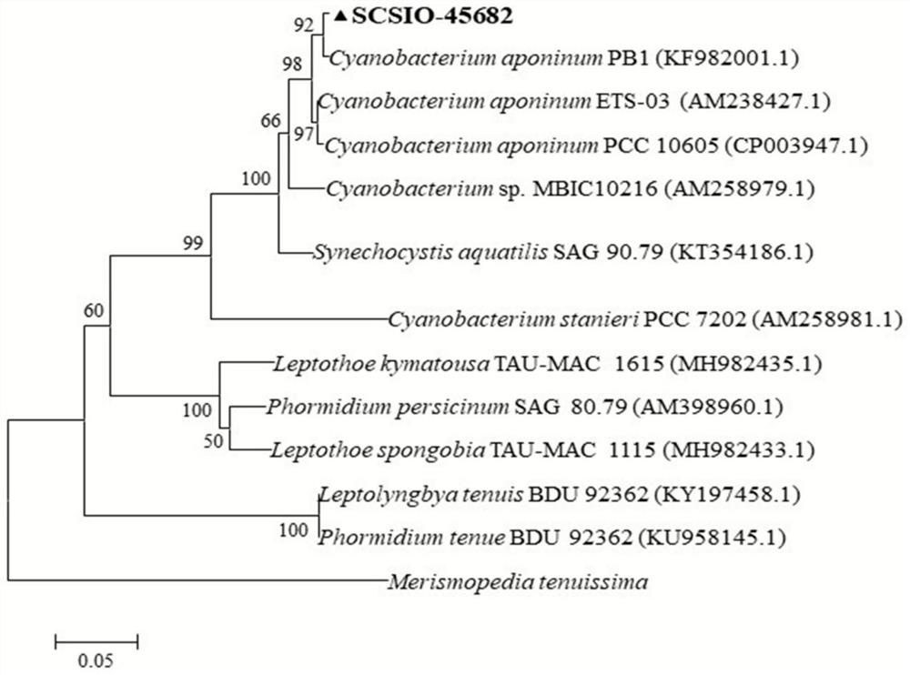 Cyanobacterium sp.SCSIO-45682 as well as culture method and application thereof