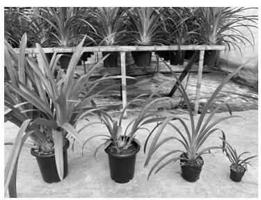 Cultivation method for promoting early flowering of cymbidium hybridum seedlings