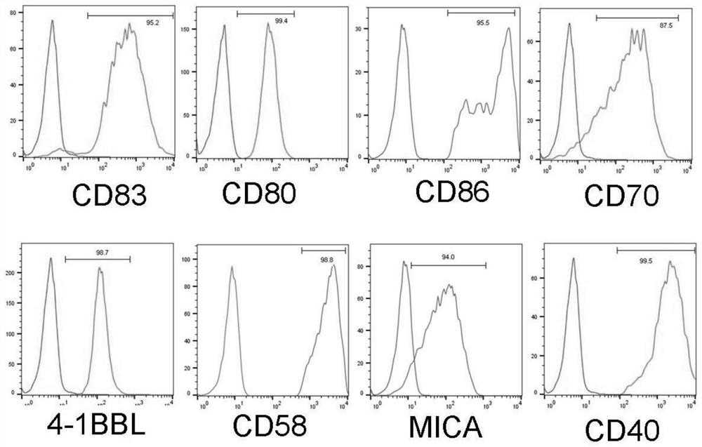 A kind of trophoblast cell and its application in expanding human NK cells