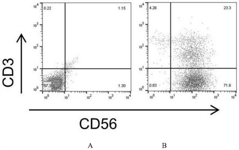 A kind of trophoblast cell and its application in expanding human NK cells