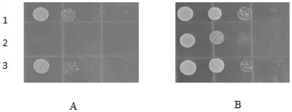 A potassium transporter tpk1-1 from tobacco and its coding gene and application