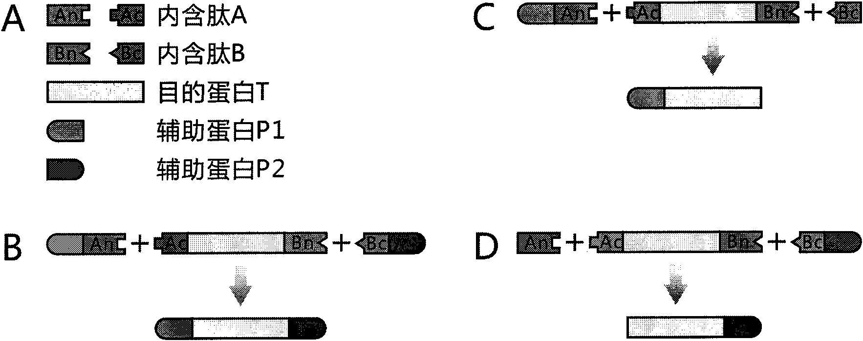 Method for modeling production of fusion protein by utilizing trans-splicing of intein