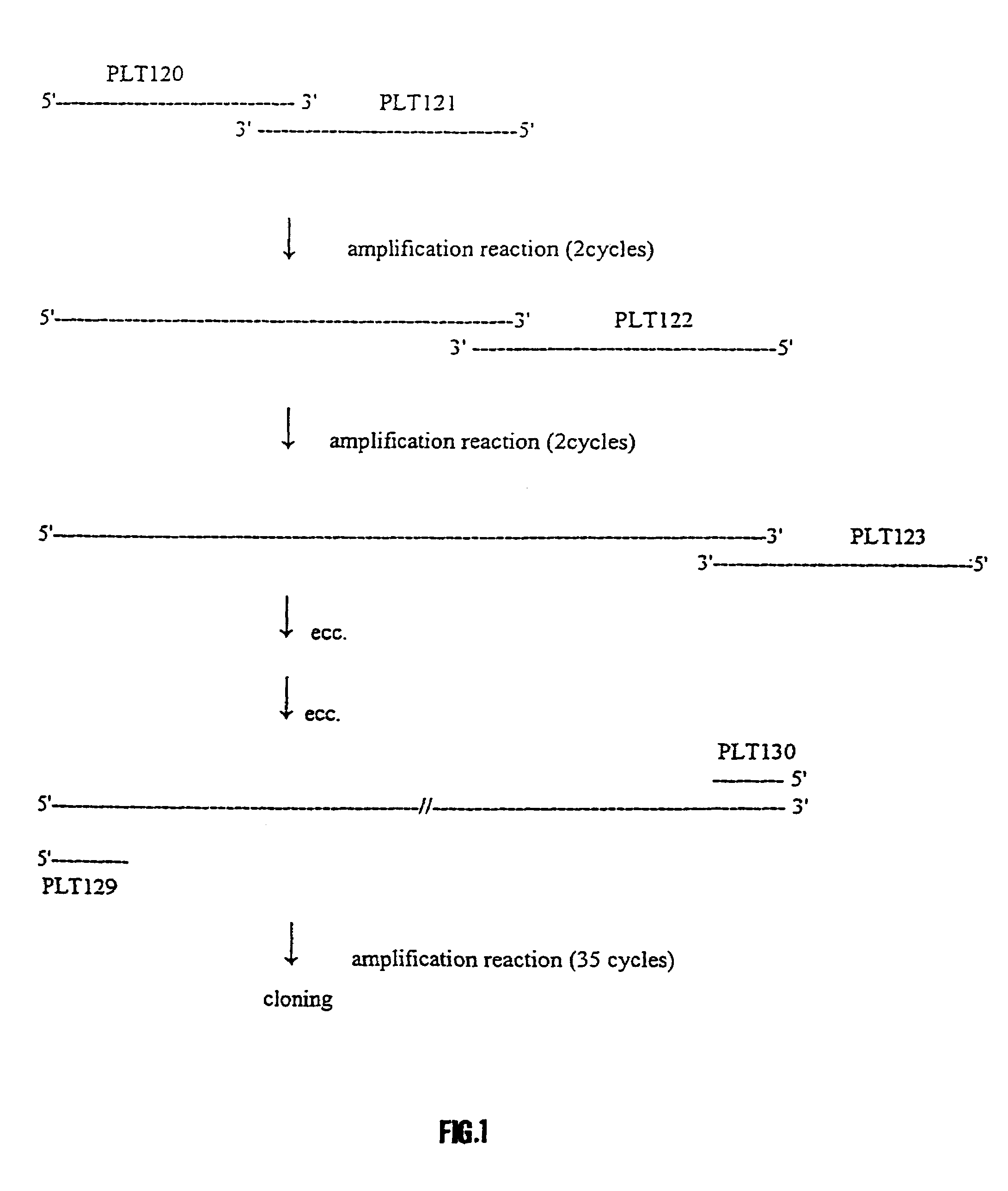 Synthetic polynucleotide coding for human lactoferrin, vectors, cell and transgenic plants containing it