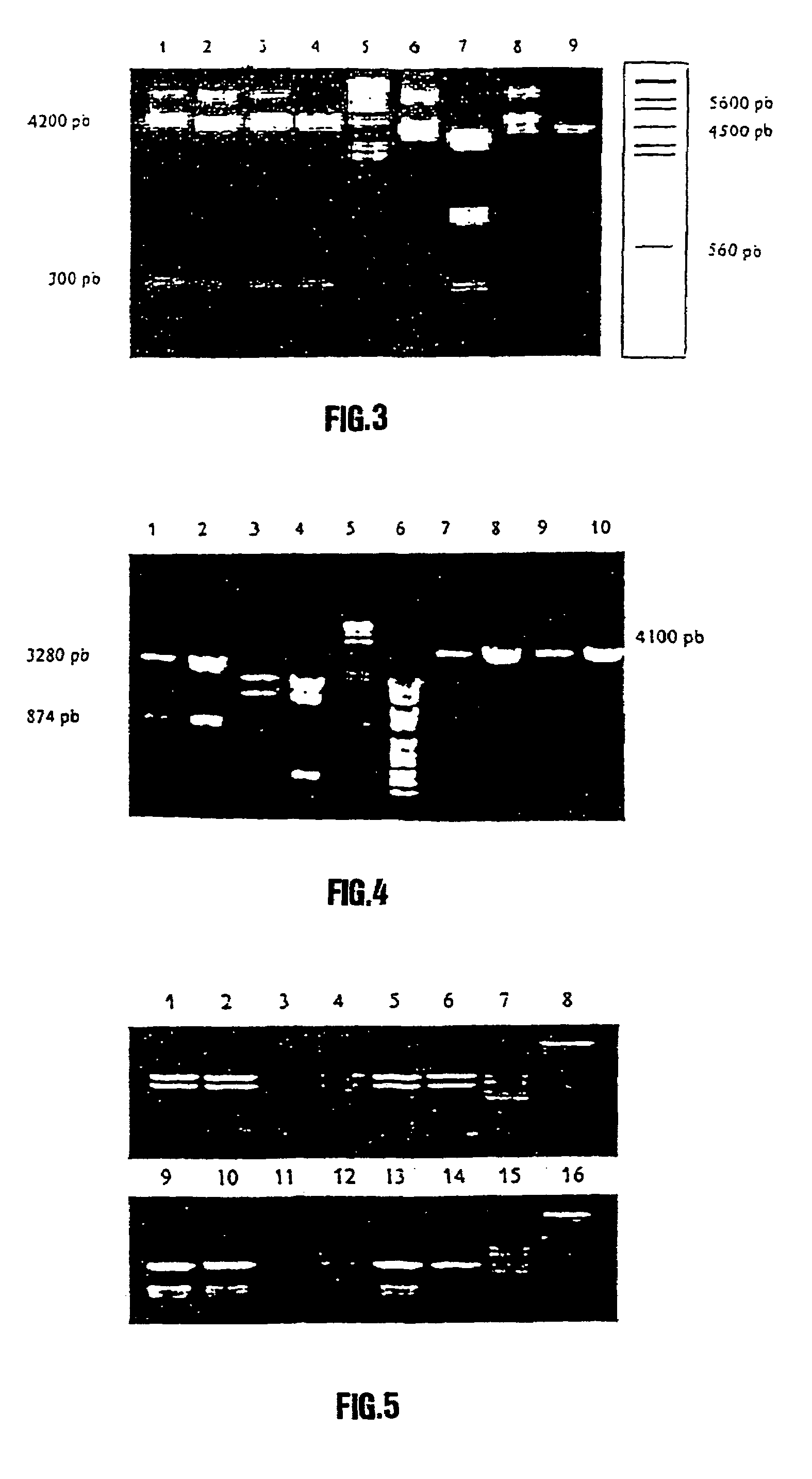 Synthetic polynucleotide coding for human lactoferrin, vectors, cell and transgenic plants containing it