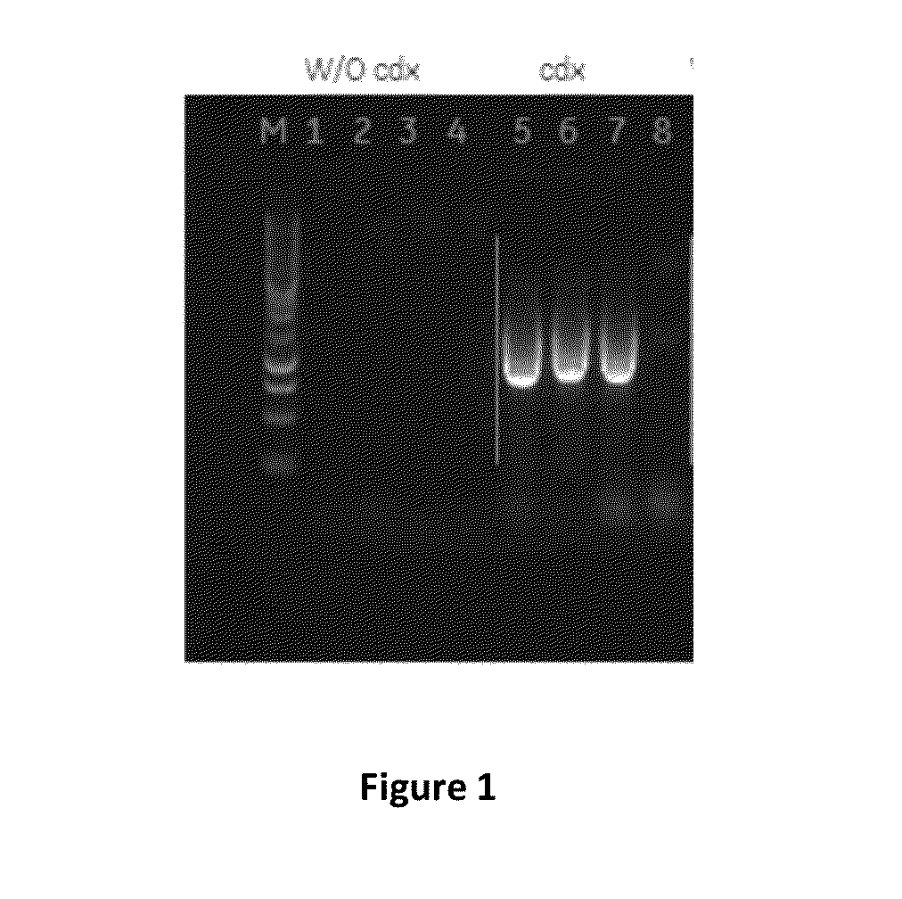 Direct nucleic acid amplification kit, reagent and method