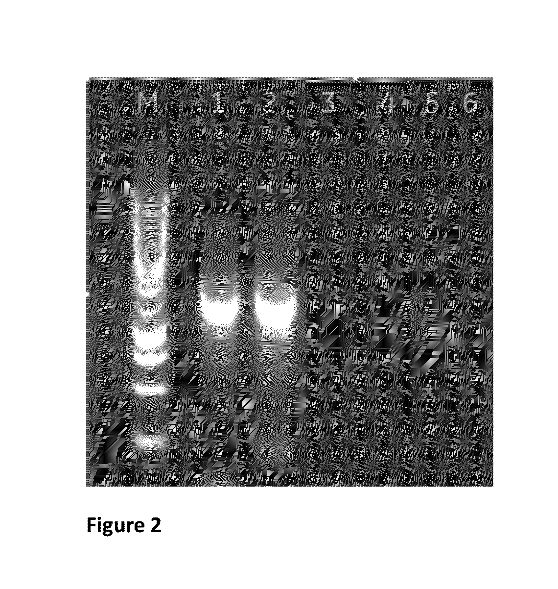 Direct nucleic acid amplification kit, reagent and method