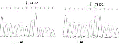 Method for improving quality of chicken semen, primers, kit and method of use thereof