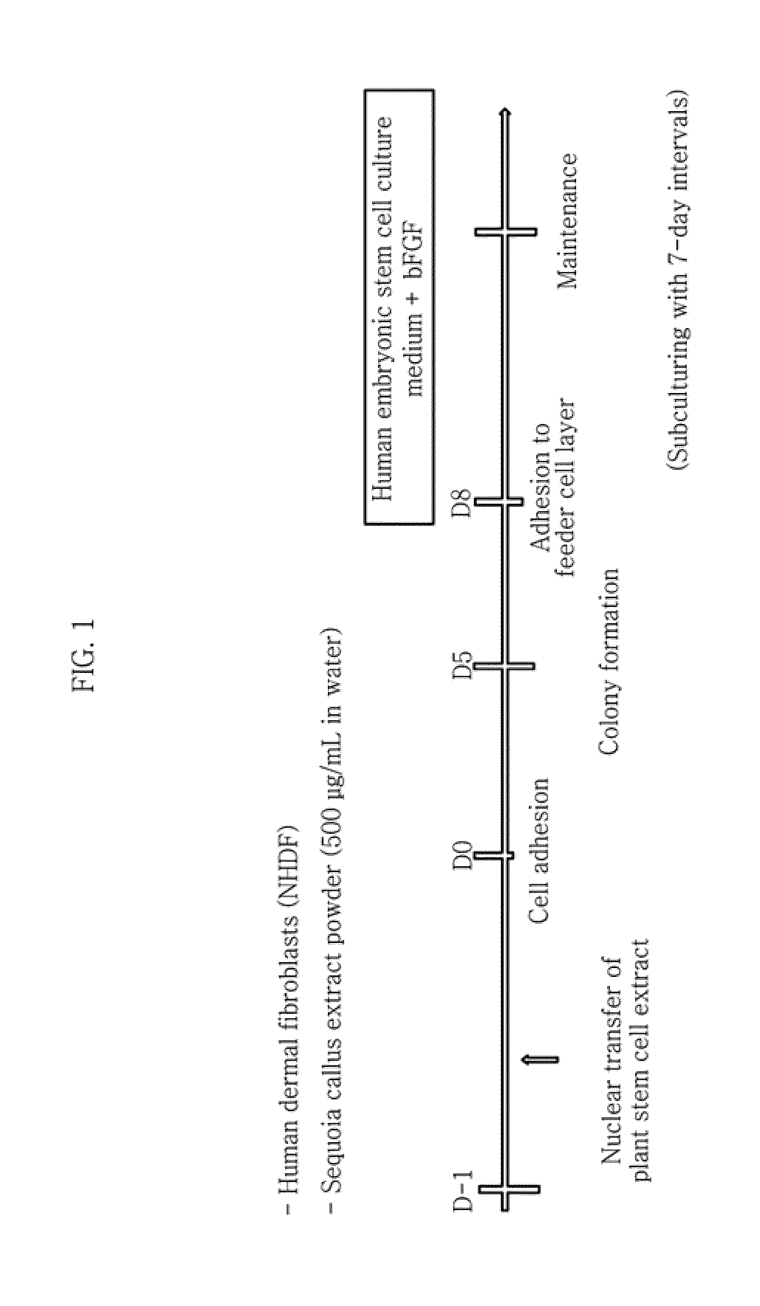 Method for inducing pluripotent stem cells and pluripotent stem cells prepared by said method