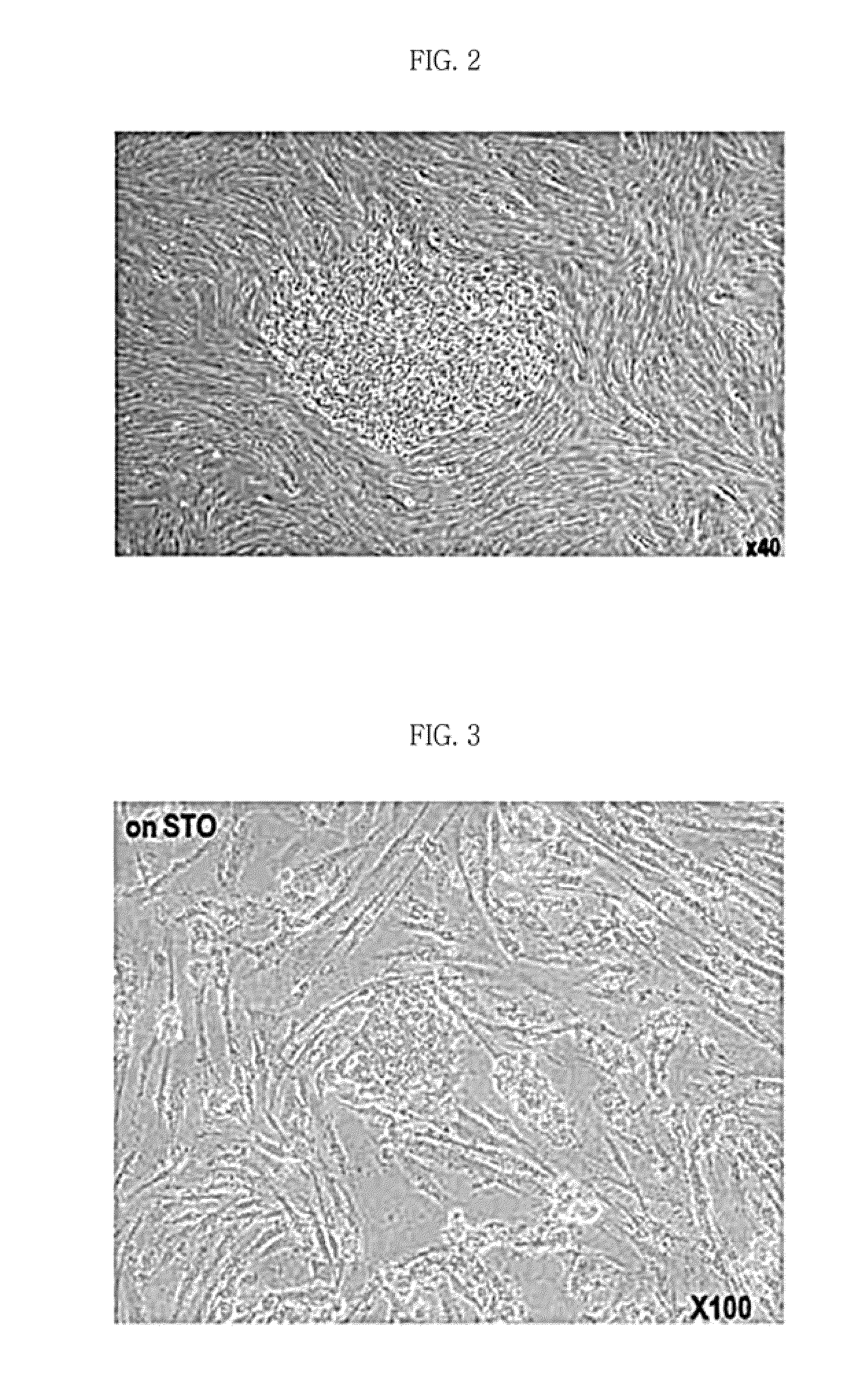 Method for inducing pluripotent stem cells and pluripotent stem cells prepared by said method