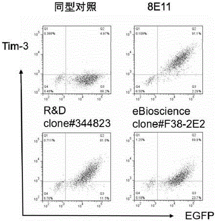 Anti-human Tim-3 monoclonal antibody 8E11 and preparation method thereof