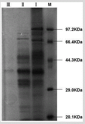 Method for separating and purifying xylanase from waste flammulina velutiper cultivation material