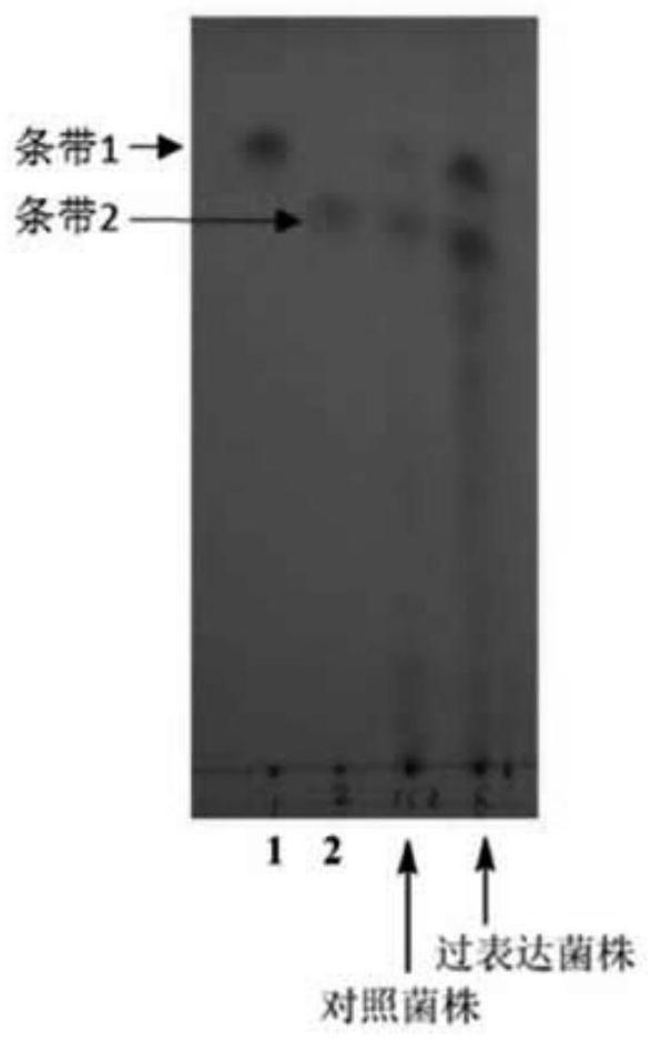 Novel compound participating in lipid metabolism and preparation method thereof