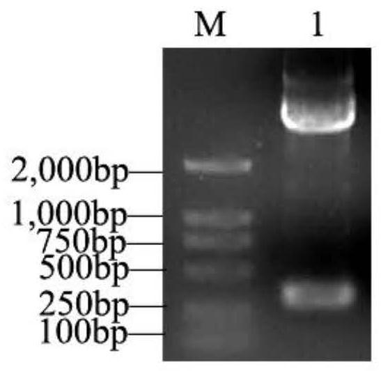 Amphioxus c-type lectin bjctl4 gene and its application