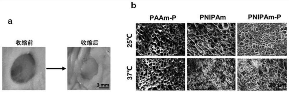 Hydrogel dressing for wound healing and preparation method thereof