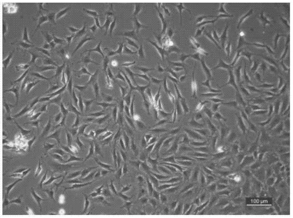 In-vitro cartilage cell culturing method